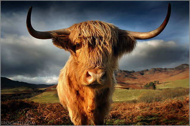 Highland Cow05.jpg